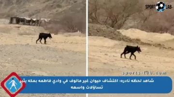 شاهد لحظة نادرة: اكتشاف حيوان غير مألوف في وادي فاطمة بمكة يثير تساؤلات واسعة